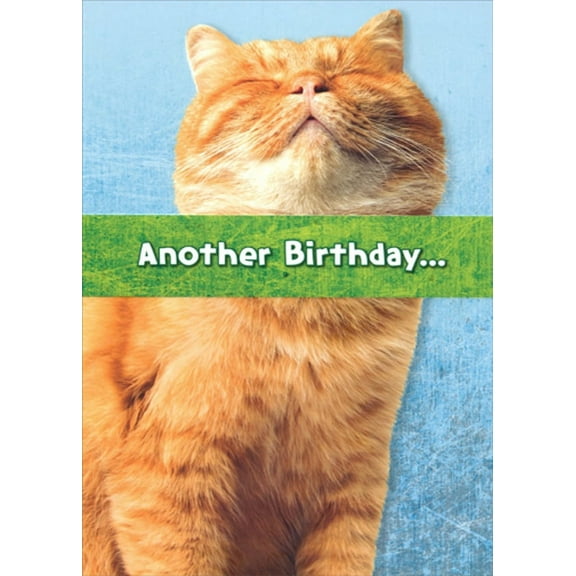 Designer Greetings Orange Cat with Closed Eyes Funny : Humorous Birthday Card for Her : Woman : Women