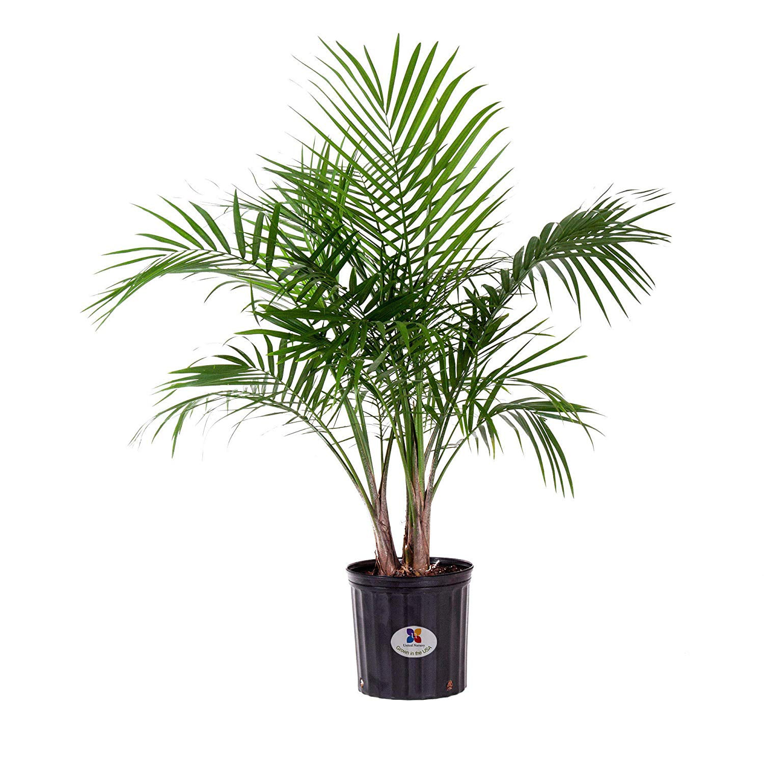 United Nursery Majesty Palm Tree Live Indoor Outdoor Plant in 9.25 Inch