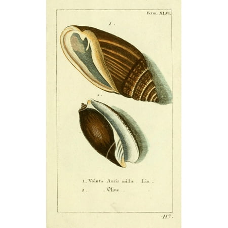 Naturgeschichte des Thierreichs 1780 Shells Voluta Canvas Art - Daniel Sotzmann (24 x 36)