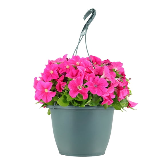 Expert Gardener 15" Pink Petunia Live Plants in 7" Hanging Basket Full Sun