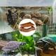 thumbnail image 3 of Bebedero Para Reptiles, Estanque Antideslizante Para Tortugas, Plato Para Bañar Mascotas, Base Extraíble Para Facilitar La Limpieza, Bebedero Estable Para Serpientes Y Lagartos., 3 of 9