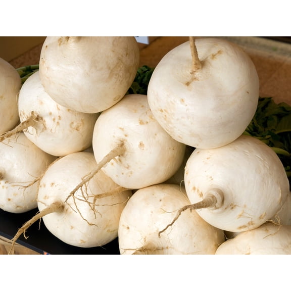 3000 Seeds SHOGOIN TURNIP White Japanese Brassica Rapa Root & Greens Vegetable Seeds