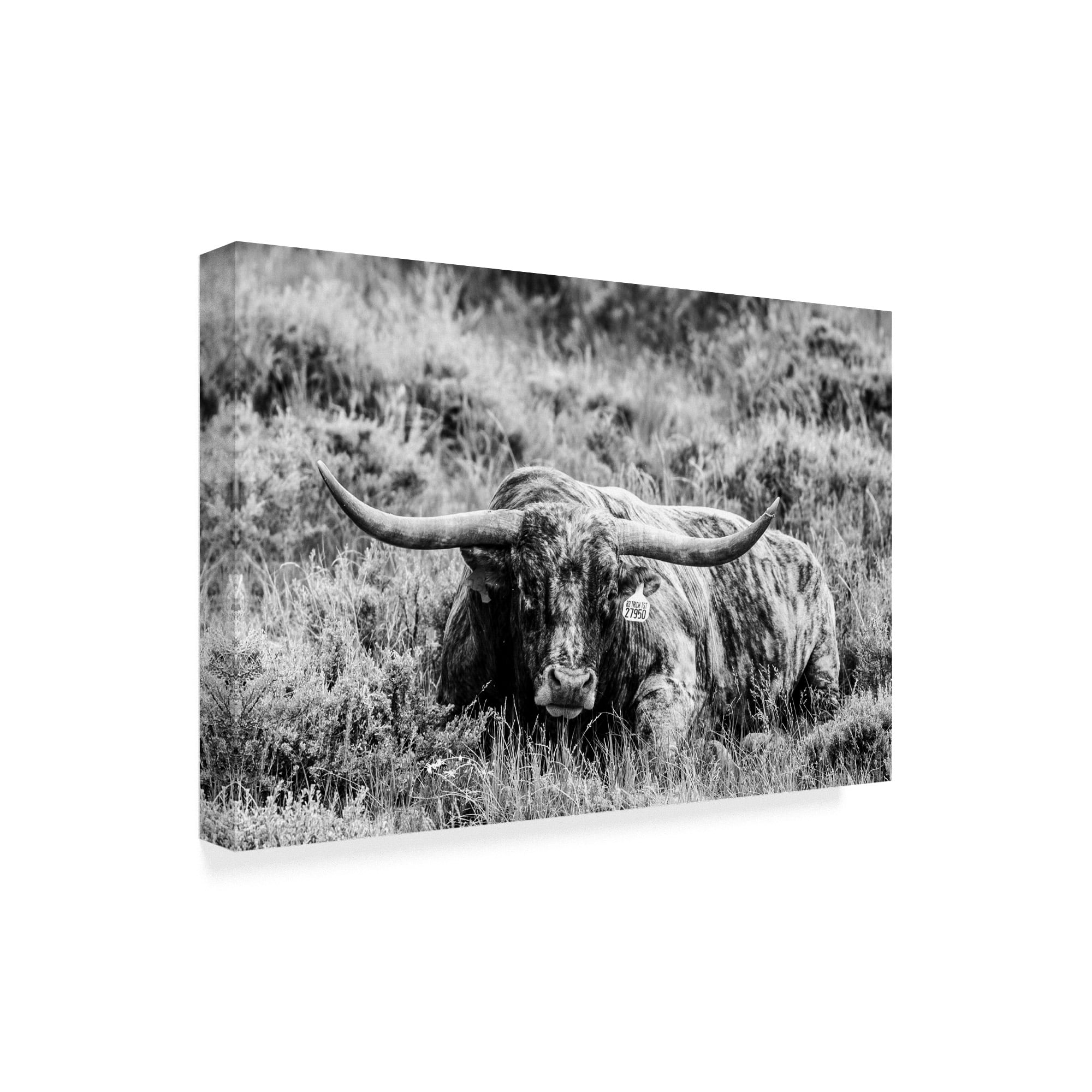 Trademark Fine Art 'B&W Longhorn III' Canvas Art by Tyler Stockton