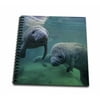 3dRose Group of West Indian Manatees Crystal River, Florida - Mini Notepad, 4 by 4-inch