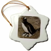 3dRose Gentoo Penguin, Keppel Island, Falkland Islands - SA09 POX0300 - Pete Oxford - Snowflake Ornament, 3-inch