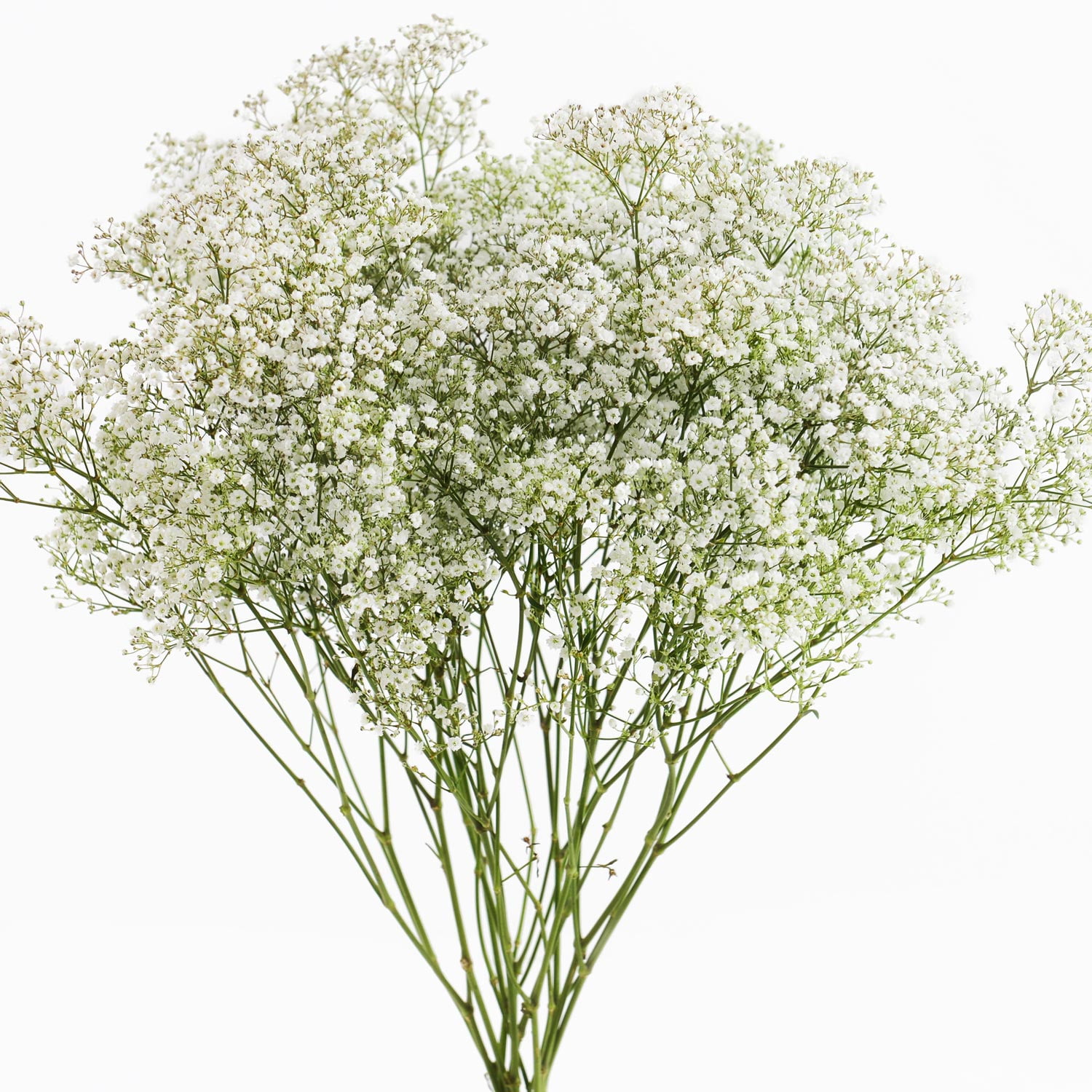 Fresh Cut Million Star Gypsophilia, Pack of 80 by InBloom Group