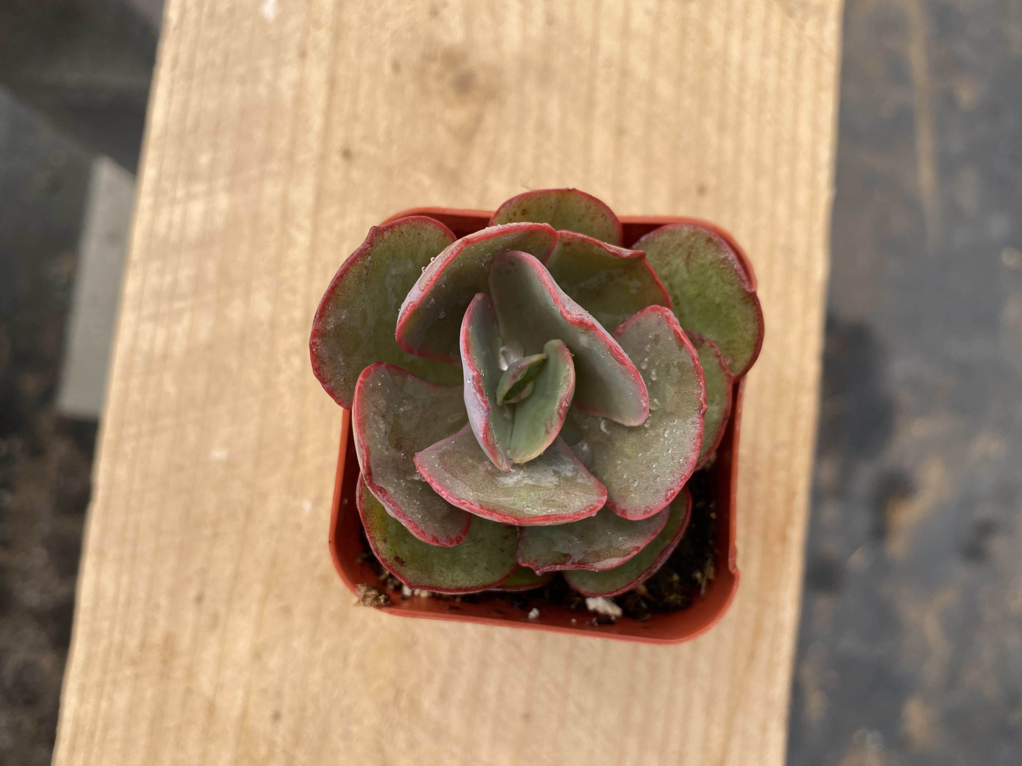 2 Shipped in a Pot 4 Pot of Echeveria Brown Rose Korean Hybrid Succulent Plant