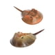 thumbnail image 1 of Figuras de animales de la vida marina simulada, modelo de criatura marina realista, figura de acción de animales del océano de plástico para colección (cangrejo herradura 2 uds), 1 of 5