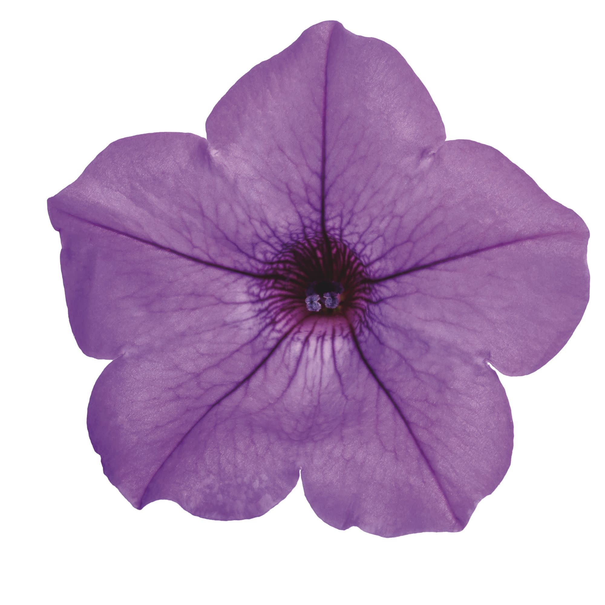 Proven Winners 4" Blue Supertunia Mini Vista Indigo Petunia Live Plant in 4.25" Pot (4 Count)