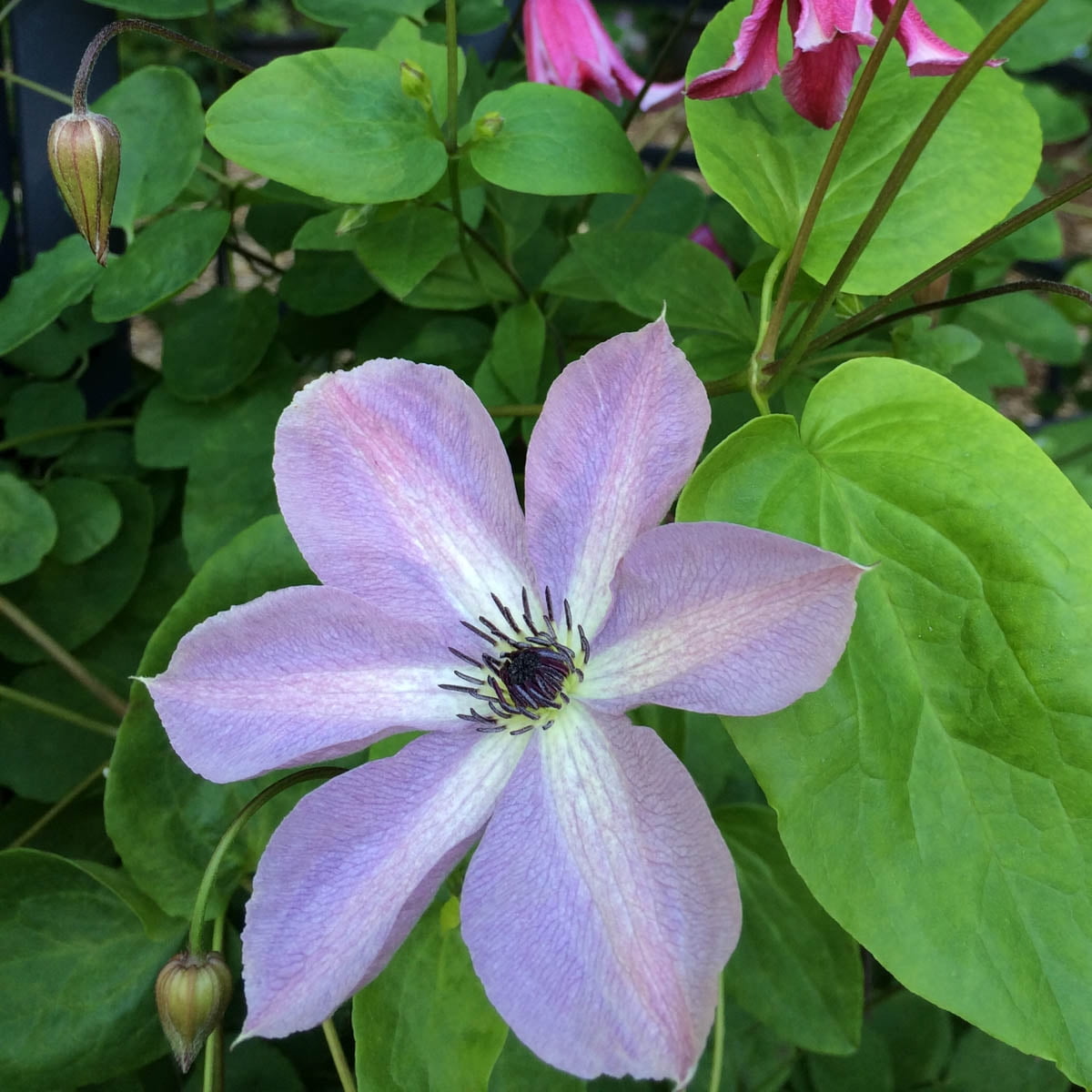 Fairy Dust Clematis Vine, Bare Root Starter Perennial Plant (1Pack