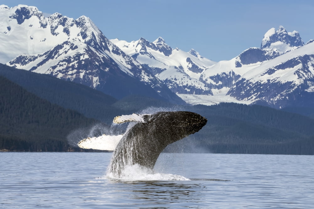 A humpback whale leaps (breaches) from the calm waters of Lynn Canal in Alaskas Inside Passage near Juneau Herbert Glacier and snowcapped mountains of Coastal Range beyond Tongass National Forest Canv