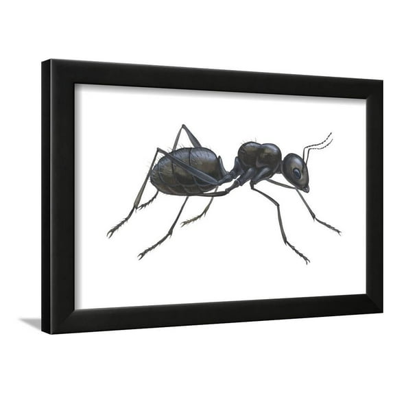Carpenter Ant Camponotus Pennsylvanicus, Insects, Framed Art Print Wall Art by Encyclopaedia Britannica Sold by Art.Com