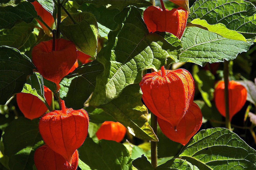 Chinese Lantern Perennial Physalis 4&quot; Pot Walmart