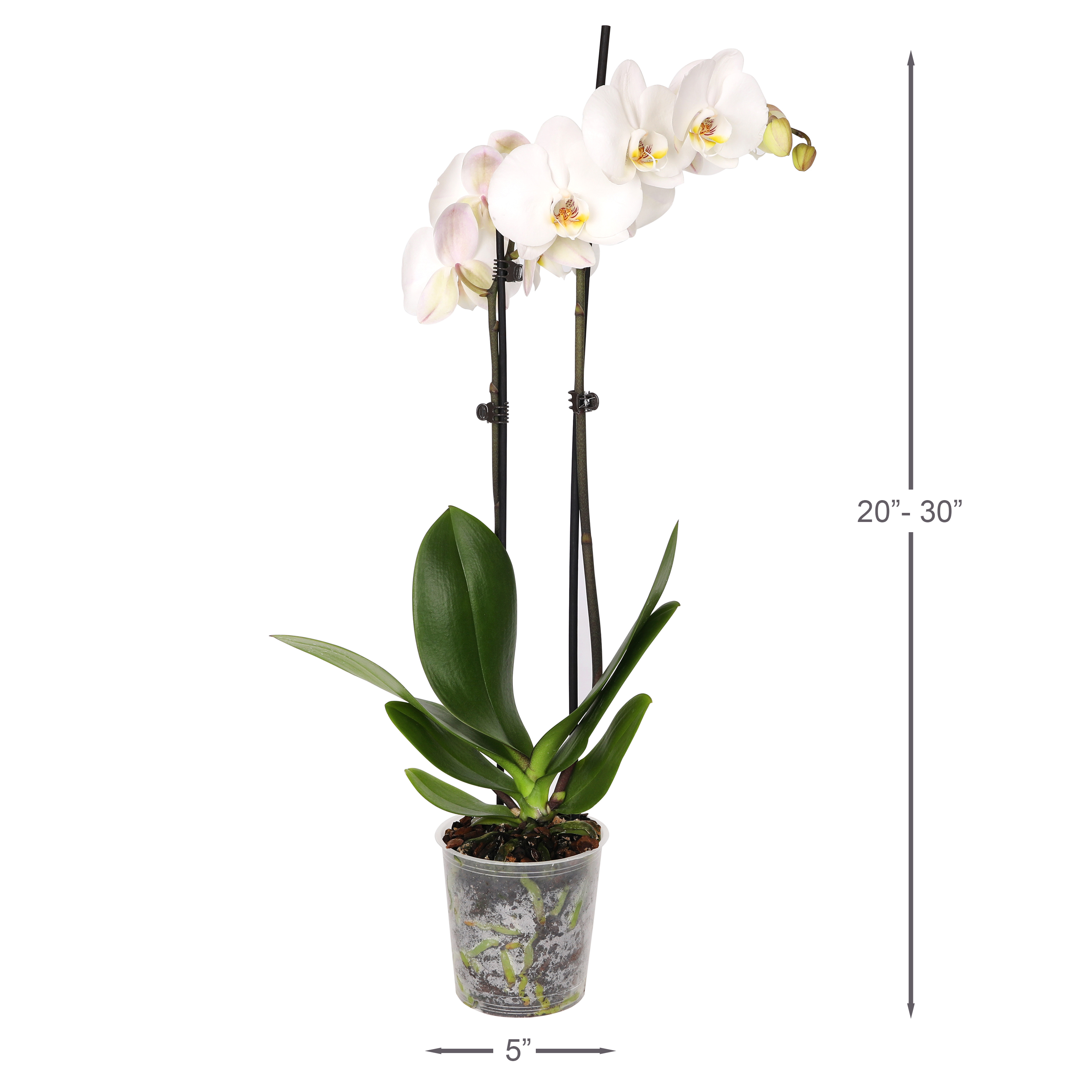 6 Pack 5 inch White Orchids in Grower Pot, Live Plants