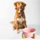 thumbnail image 4 of Ceramic Round Dog Cat Bowl - Durable Ceramic Food Water Elevated Dish For Pet,with Wood Stand, 4 of 5