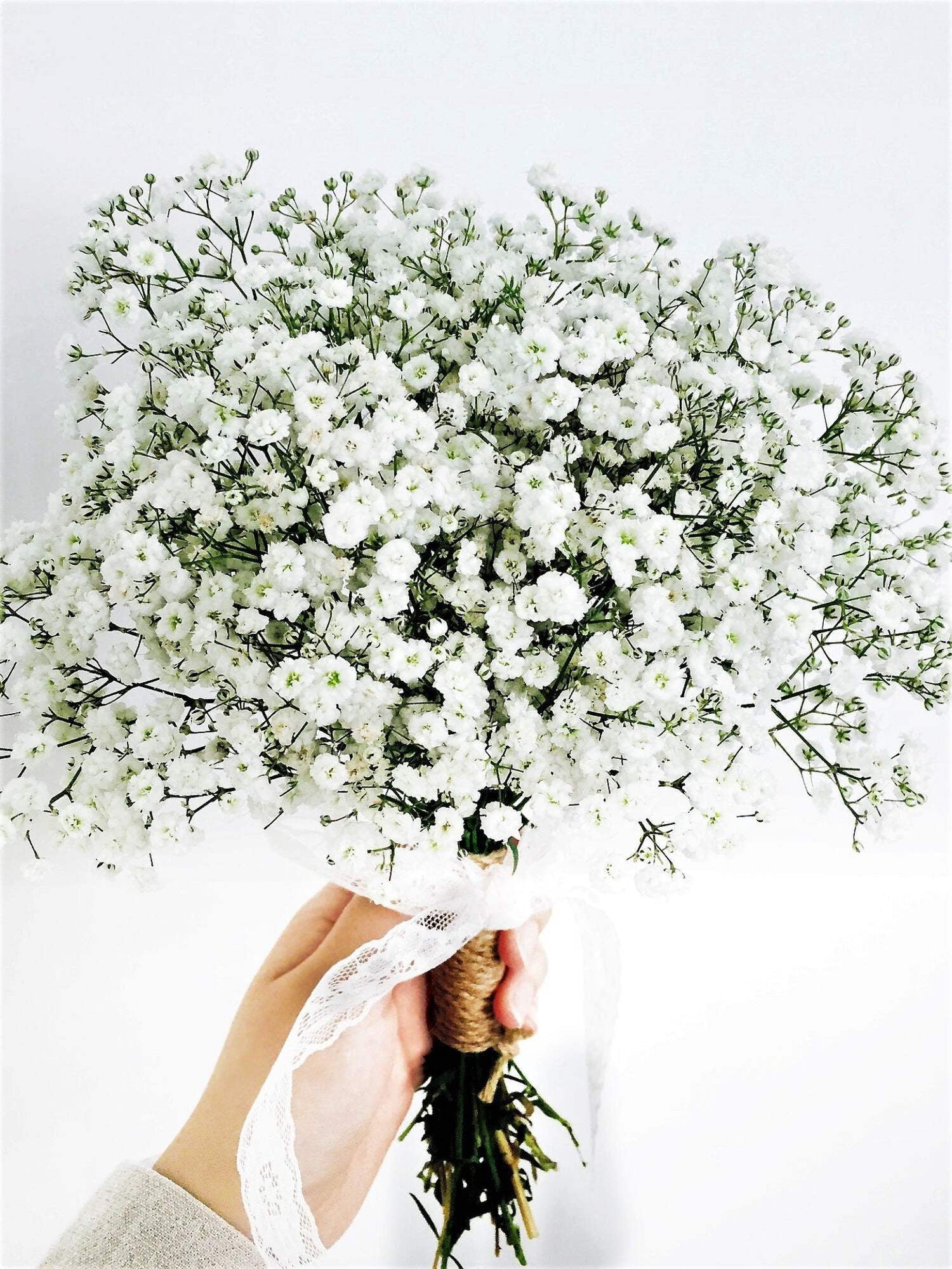Seedville 1000 White Baby's Breath 'Covenant Garden
