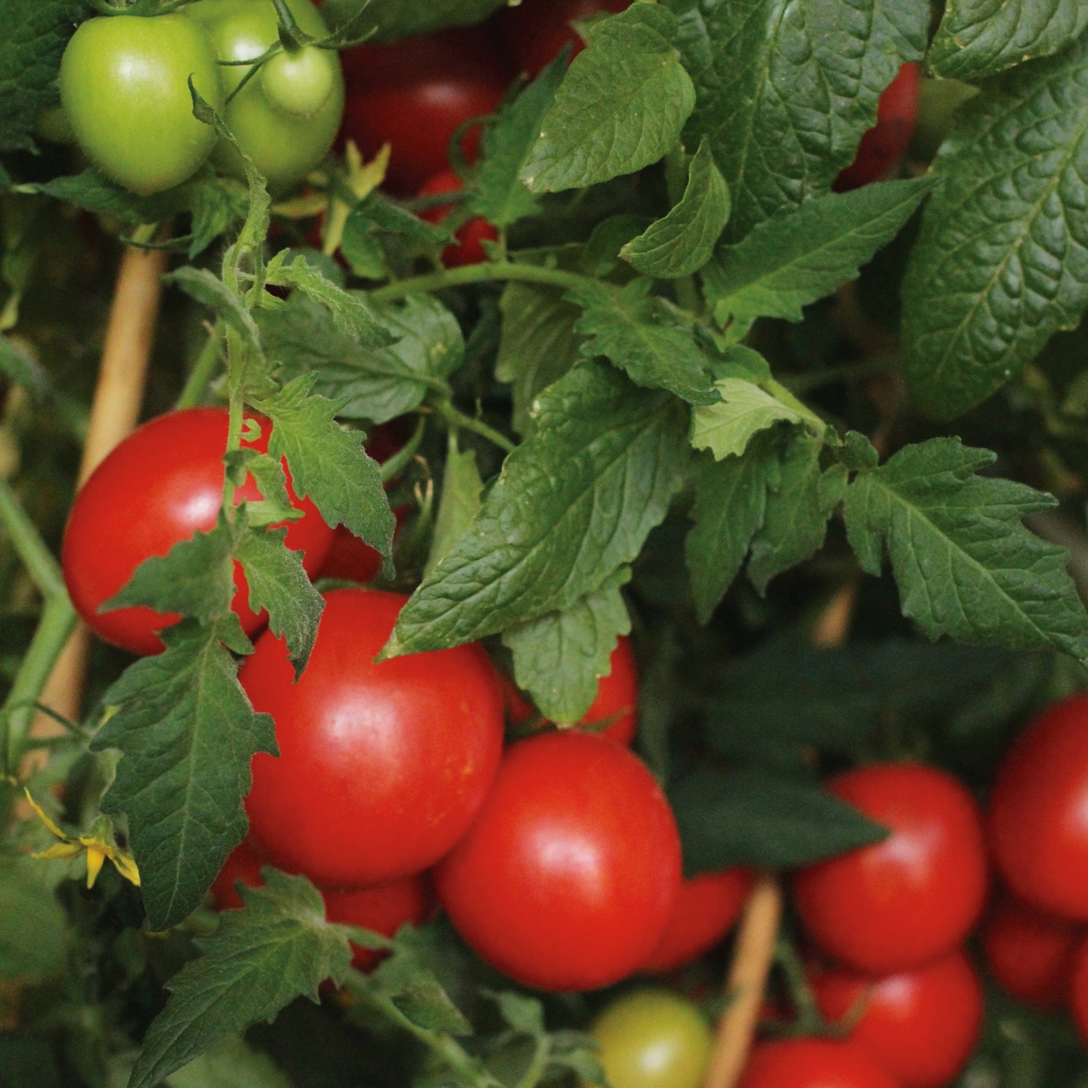 Proven Winners 4" Tempting Tomatoes Garden Gem Snack Tomato Live Plant in 4.25" Pot (4 Count)