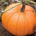 thumbnail image 4 of Burpee Jack-O'-Lantern Heir - Citrouille, 4 of 5