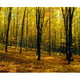 Posterazzi DPI1803933LARGE Forêt en Automne avec des Arbres Impression d'Affiche par David Chapman, 32 x 26 - Grand – image 1 sur 1