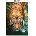 thumbnail image 2 of Tiger - Water Wall Poster, 22.375" x 34", 2 of 3