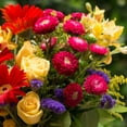 thumbnail image 5 of TomorrowSeeds - Red Tall Bachelor Button Seeds - 1000+ Count - For 2026 Planting Non-GMO Heirloom, 5 of 5