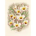 thumbnail image 2 of Jean Jules Linden 18x24 Gold Ornate Framed and Double Matted Museum Art Print Titled - Dendrobium Falconeri (1885-1906), 2 of 4
