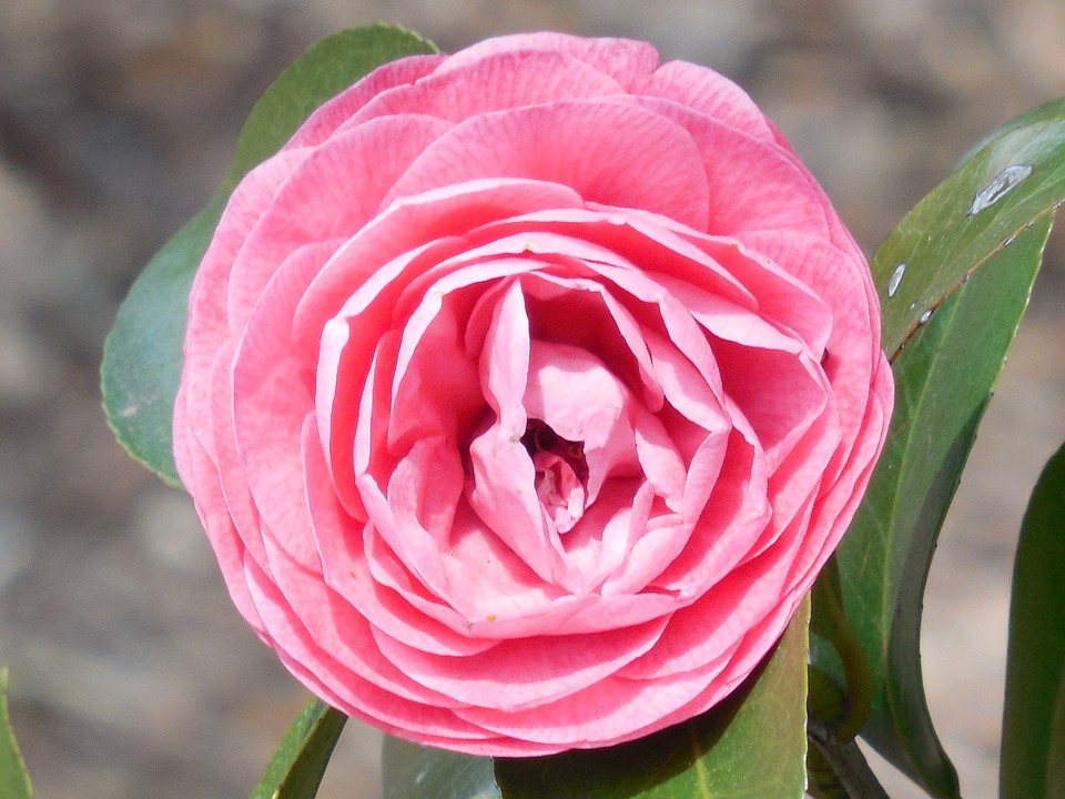 Garden Camellia Petal Plant Flower Bloom Spring12 Inch By 18 Inch