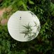 thumbnail image 5 of 30cm Lampshade Paper Lantern Oriental Style Light Decoration Chinese , Bamboo, 5 of 5