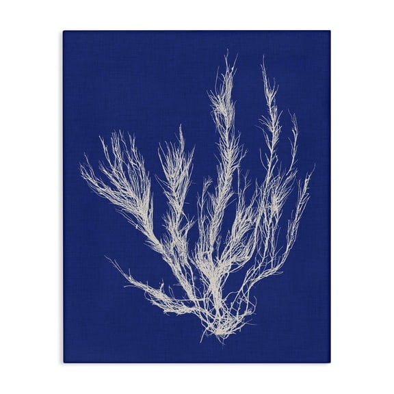 Stupell Industries Bohemian Coral Seaweed Blue White Beach Design Canvas Art, 16 x 20, by Vision Studio
