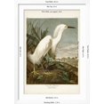 thumbnail image 5 of Art.com Pl 242 Snowy Heron Art Print by John James Audubon, White Frame Wall Art, 32" x 44", 5 of 5