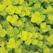 Expert Gardener Partial Shade Pt Lysimachia