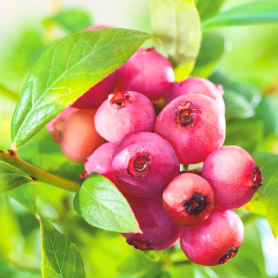 Set 2 Pink Lemonade Blueberry Live Plants, Dwarf Fruit Tree Starter Plant, Vaccinium Pink Lemonade, Unique Dwarf Variety with Pink Berries, 4 to 6 Inch Tall, No Ship Pot