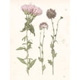 thumbnail image 3 of Popp, Grace 19x24 Black Modern Framed Museum Art Print Titled - Pressed Blooms III, 3 of 5