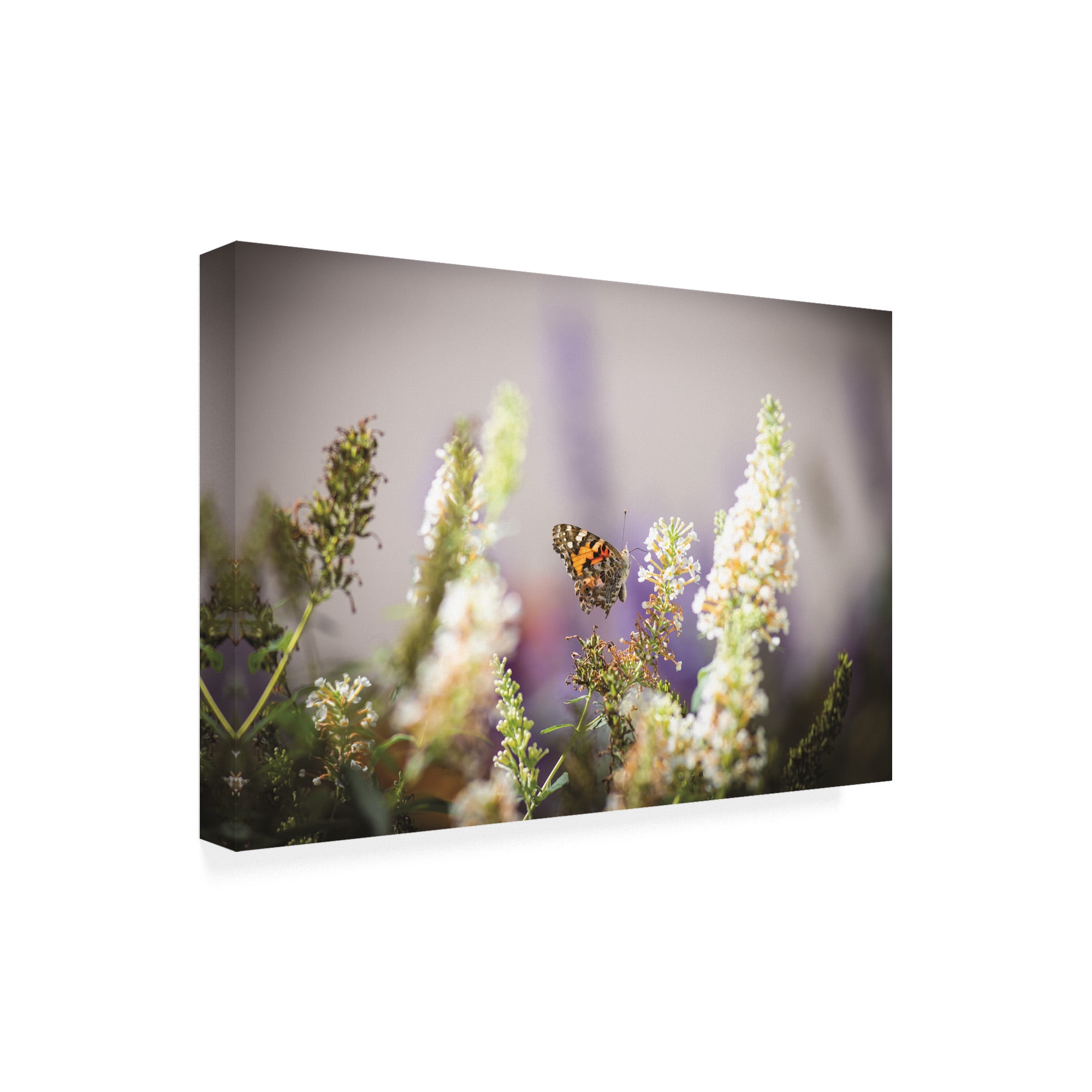 Trademark Fine Art 'Butterfly in my Garden' Canvas Art by Kurt Shaffer