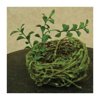 Mossy Bird Nest - 3-1/2"