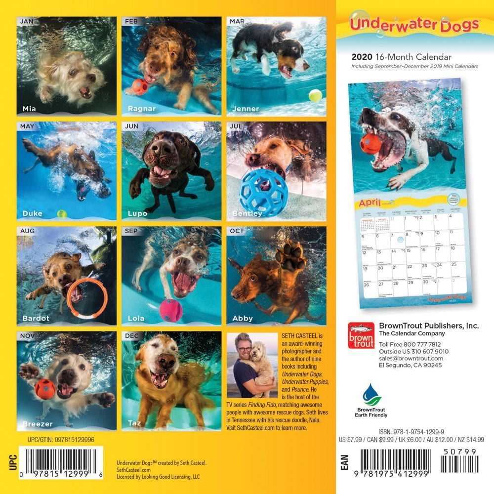 Underwater Dogs Calendar 2022 Underwater Dogs 2020 Calendar - Walmart.com