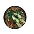 thumbnail image 3 of ragnaroc Live Succulents – Senecio Stapeliiformis in 4” Pot - 1ct - Live Arrival Guaranteed - Potted Succulents, House Plants for Home Decor & Gift, 3 of 5