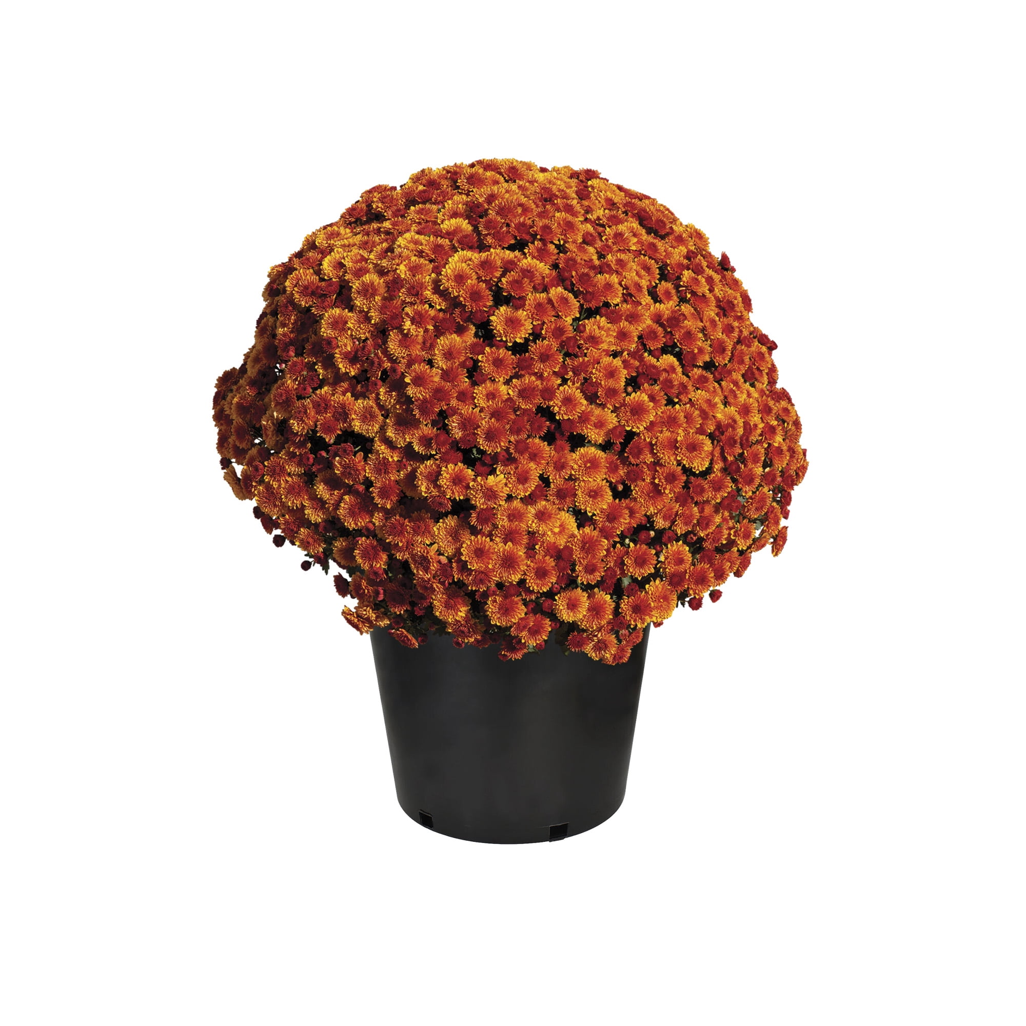 Expert Gardener Orange Mum Chrysanthemum Live Plant, 3 qt Grower Pot