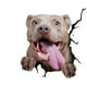 thumbnail image 2 of Pegatinas de pared de animales, todo tipo de pegatinas de cachorros, pegatinas electrostáticas creativas para ventanas de automóviles con agujeros, 2 of 2
