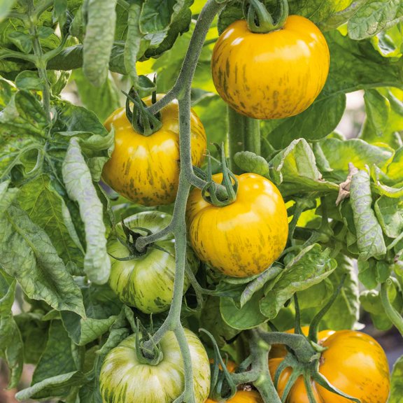 Eden Brothers Tomato Seeds - Green Zebra