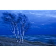 thumbnail image 2 of Art.com Birch Trees Along Lake Michigan at Dusk Photographic Print, 36" x 24", 2 of 4