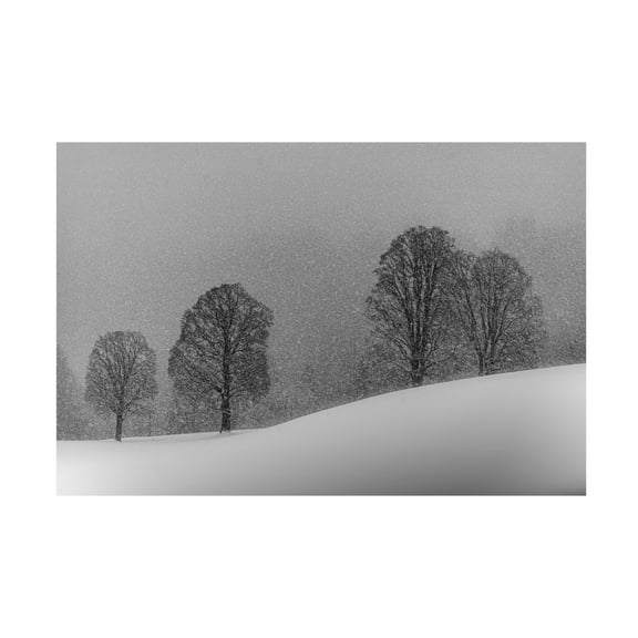 Trademark Fine Art Andy Dauer Snow White Canvas Wall Art