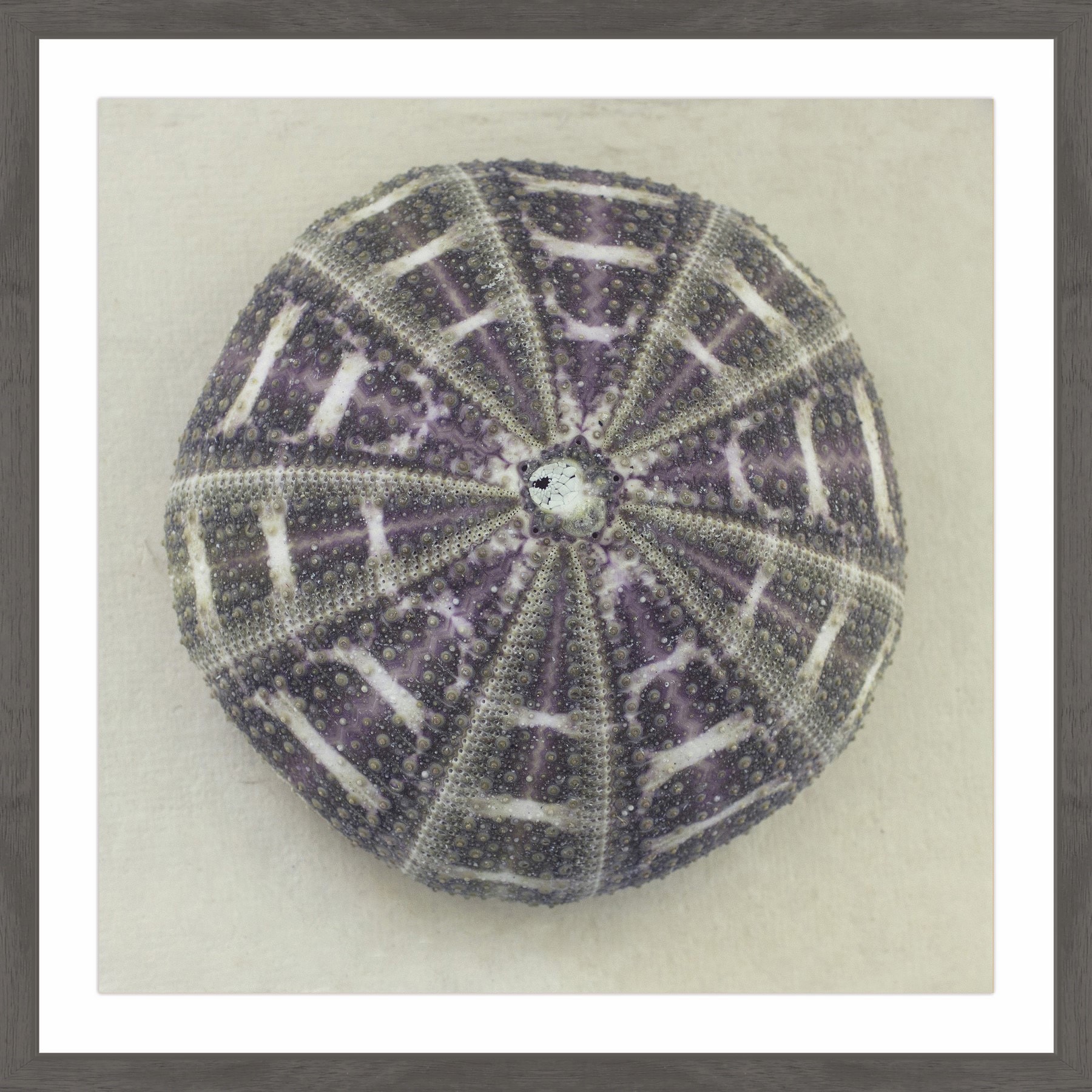 "Sea Urchin Shell" Framed Painting Print