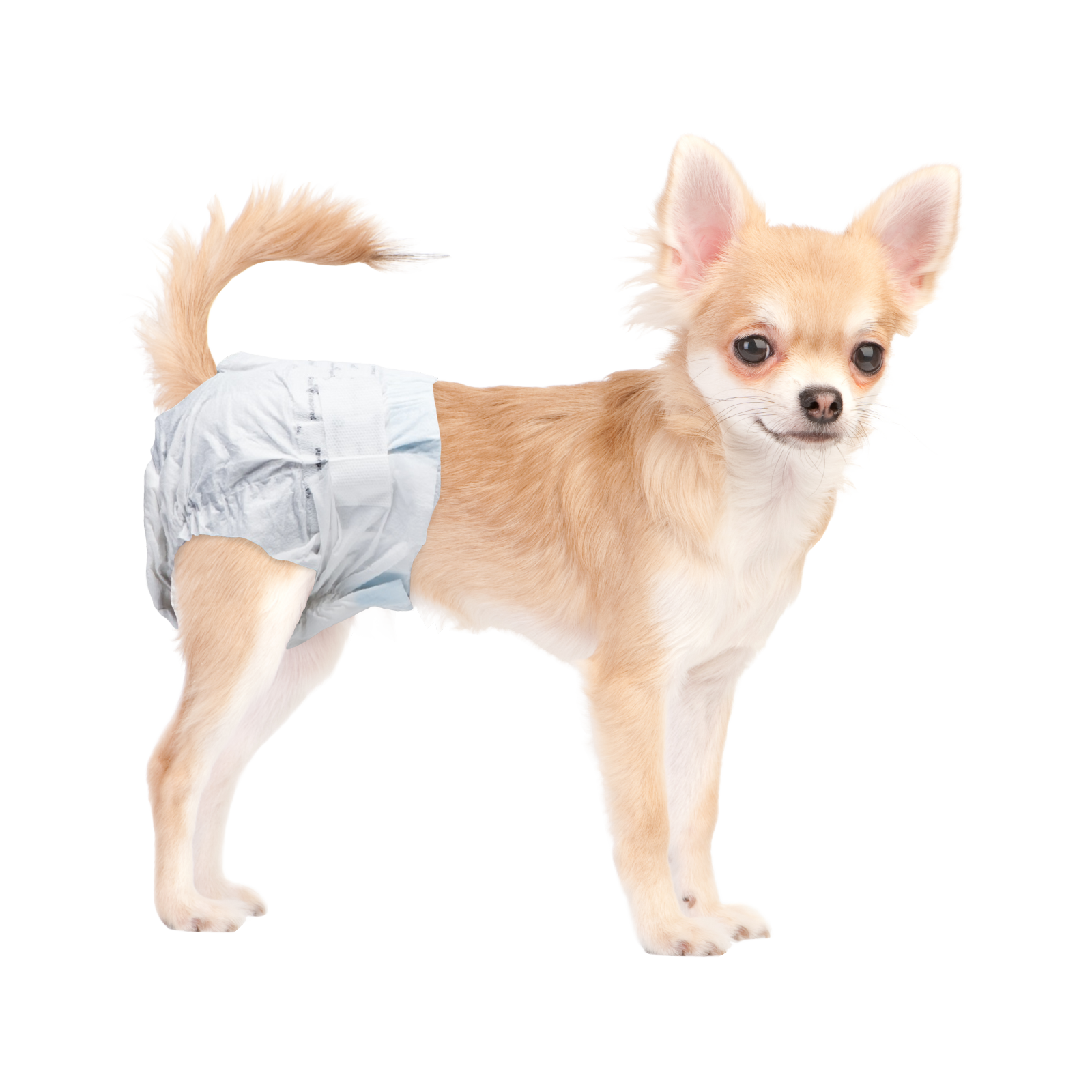 Paw Inspired Female Dog Diapers Disposable | Doggie Puppy Pet Cat ...