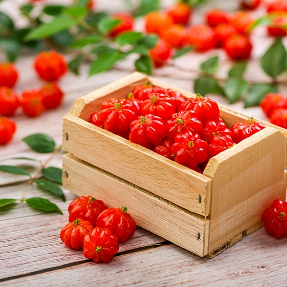 Brighter Blooms - Star Cherry Tree, 3 gal - No Shipping to AK, AZ, HI