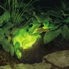 Lighted Frog Garden Light