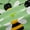 Black Yellow Green, variant on Homewish Flying Bee Black Out Curtains for Child Boys Girls,Spring Garden Curtains Pack of 2 (42x63 Each),Floral Daisy Animal Bedroom Curtains,Ultra Soft Home Decor