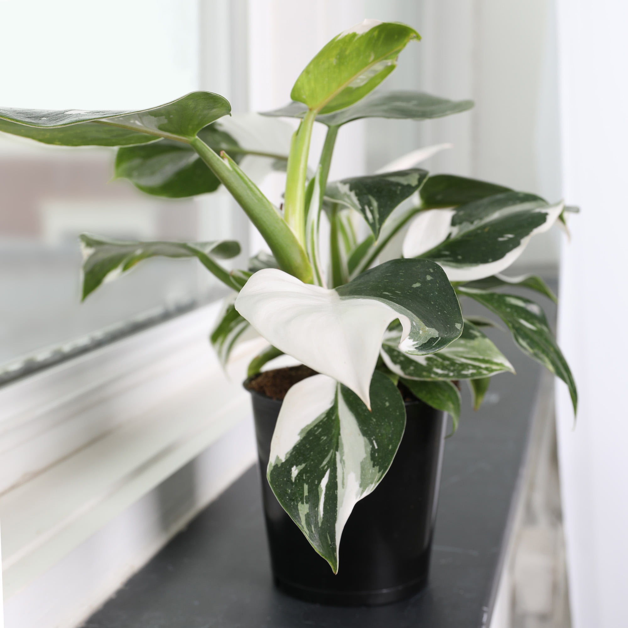 sansevieria hahnii plant Sansevieria Hahnii Snake Plant