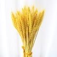 thumbnail image 1 of Flores secas, espigas de trigo, 100 palos de trigo, decoración, cola de conejo Natural, hierba, flores secas para boda, manualidades DIY Rojo Verde, 1 of 3