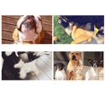 thumbnail image 4 of Herramienta de aseo para perros de pelo medio-largo - Elimina el 90% del pelo muerto - Recomendación de limpieza profesional con un solo clic (naranja), 4 of 5